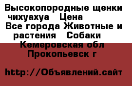 Высокопородные щенки чихуахуа › Цена ­ 25 000 - Все города Животные и растения » Собаки   . Кемеровская обл.,Прокопьевск г.